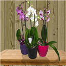 /fileuploads/Produtos/Plantas Naturais/thumb__Isisflor_Choice_Orquidea_02.png